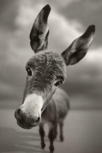 网红二驴女儿新闻爆料视频,揭秘家庭背后故事  第2张